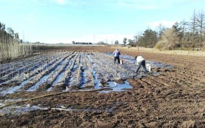Entrega de árboles del Vivero municipal