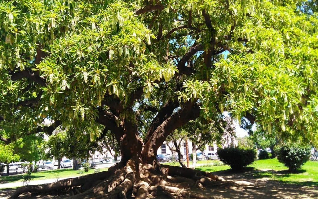 SE DEFINIERON LOS GANADORES DEL CONCURSO DE FOTOS “ESTA PRIMAVERA, MI RINCÓN FLORIDO DE LA CIUDAD ES…”