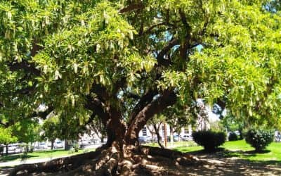 SE DEFINIERON LOS GANADORES DEL CONCURSO DE FOTOS “ESTA PRIMAVERA, MI RINCÓN FLORIDO DE LA CIUDAD ES…”