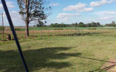 Verificación en una escuela ante denuncia de fumigación