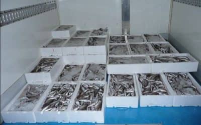 LA DIRECCION PROVINCIAL DE PESCA EMPIEZA A OTORGAR LAS HABILITACIONES PARA TRANSPORTE DE PESCADO