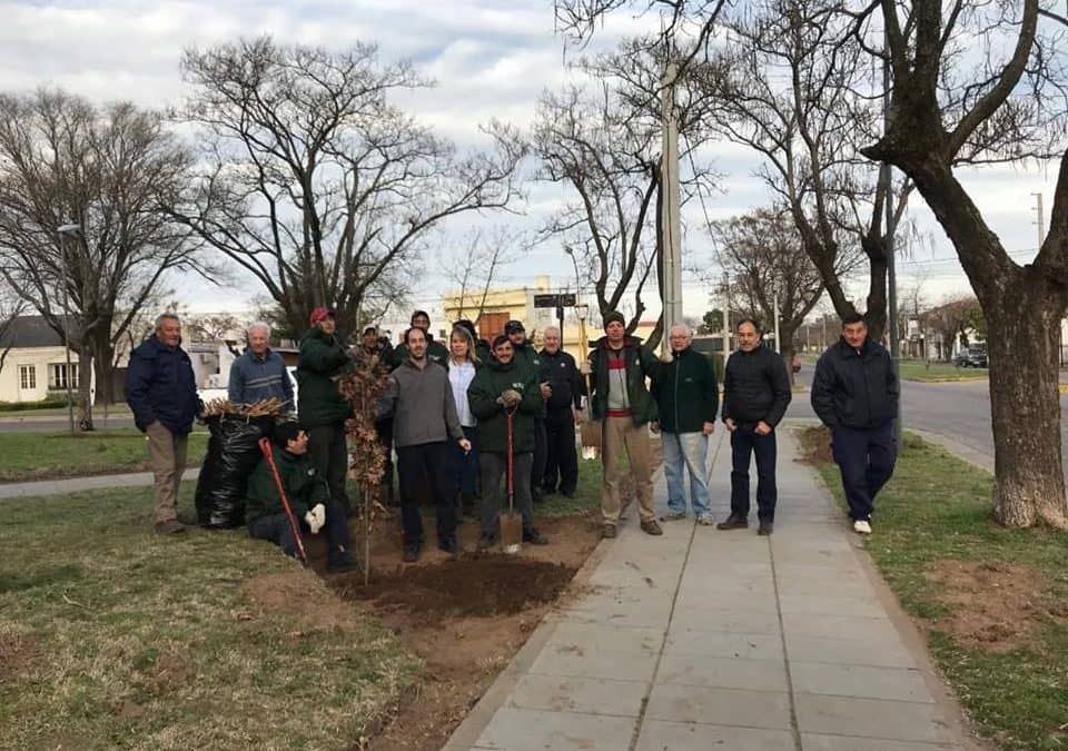 PLAZA BRITANICA: LOS VECINOS DEL BARRIO Y PERSONAL DE ESPACIOS VERDES PLANTARON 32 ARBOLES