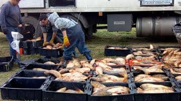 PRODUCCIÓN INSCRIBE PARA SOLICITAR EL CARNET DE PESCA COMERCIAL DE CARPA PARA EL AÑO 2020