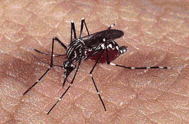 Realizan controles para prevenir el Dengue