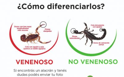 EL ÁREA DE ZOONOSIS RECOMIENDA CÓMO ACTUAR ANTE LA PRESENCIA O PICADURAS DE ALACRANES