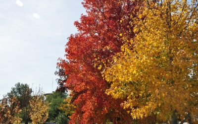 EL MUNICIPIO HARÁ UN CENSO DE ARBOLADO URBANO: EL JUEVES Y VIERNES CAPACITARÁ AL GRUPO DE JÓVENES CENSISTAS  Y COMENZARÁ EL PRÓXIMO LUNES