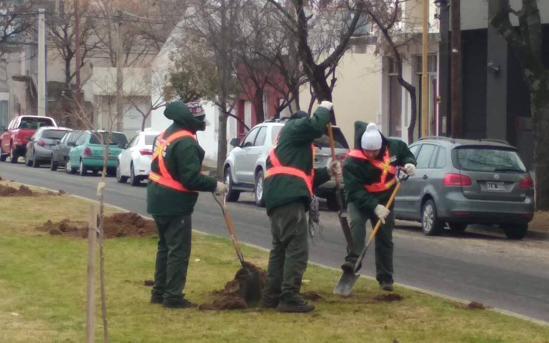 EL MUNICIPIO RECAMBIA ÁRBOLES EN LA CALLE URQUIZA