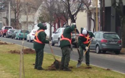EL MUNICIPIO RECAMBIA ÁRBOLES EN LA CALLE URQUIZA