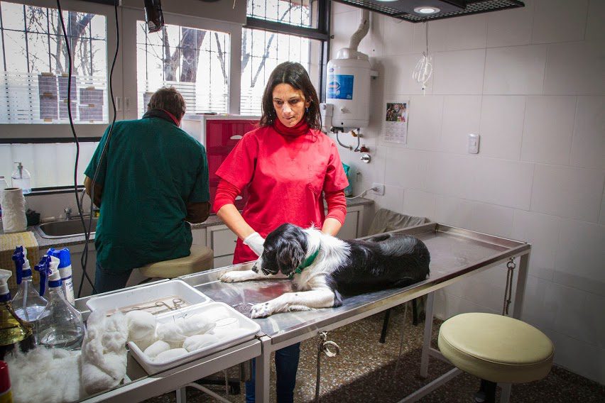 EL CENTRO DE ZOONOSIS MUNICIPAL SIGUE CON LAS CASTRACIONES DE MASCOTAS, HABIENDO REALIZADO HASTA EL MOMENTO MÁS DE 10.000