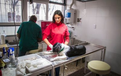 ZOONOSIS MUNICIPAL SIGUE CON LAS CASTRACIONES DE MASCOTAS, PREVIO PEDIDO DE TURNO TELEFÓNICO, HABIENDO REALIZADO HASTA EL MOMENTO MÁS DE 7.50