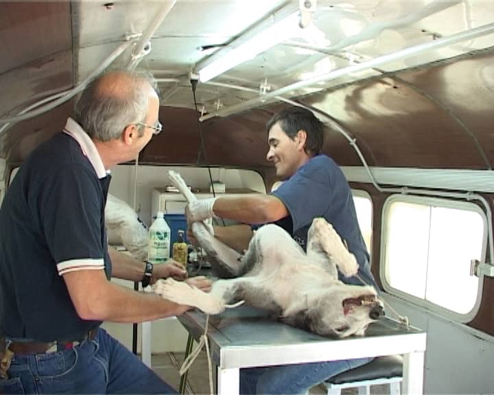 Perros: Destacado trabajo del Municipio y UPA