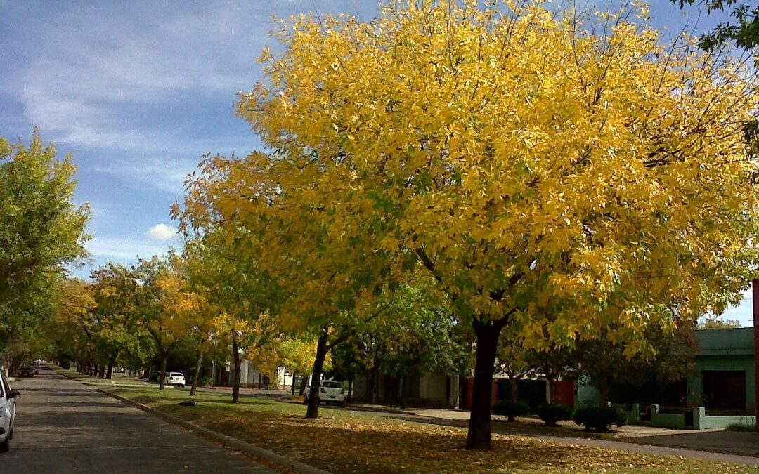 “TRENQUE LAUQUEN EN OTOÑO SE VISTE DE GALA”: CONVOCAN A LA COMUNIDAD A COMPARTIR UNA FOTOGRAFÍA DE LA CIUDAD EN ESTA ÉPOCA DEL AÑO