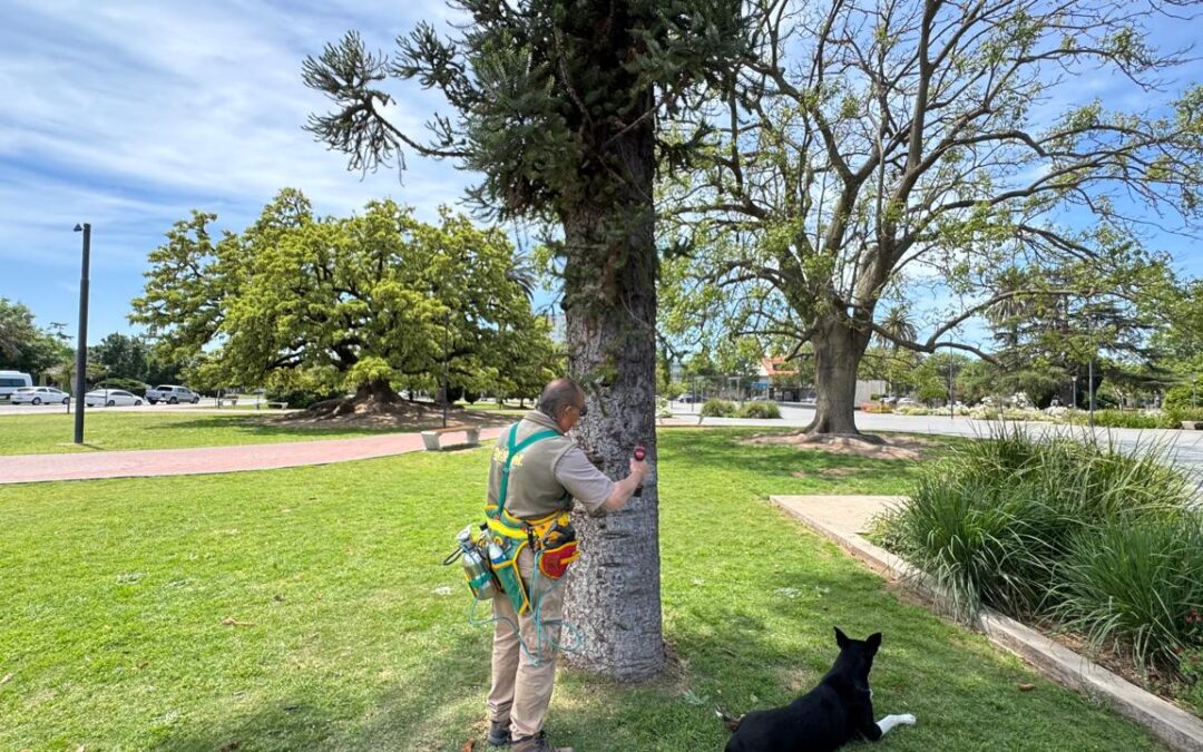 ARBOLADO URBANO: ESPECIALISTA EN CONTROL DE PLAGAS Y ENFERMEDADES REALIZÓ TRATAMIENTOS EN TRENQUE LAUQUEN