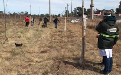 SE TERMINÓ DE COLOCAR UNA CORTINA FORESTAL SOBRE CALLE CICORIA, EN EL MARCO DEL PROGRAMA PARA INDUSTRIAS QUE TIENE APOYO DEL MUNICIPIO Y DEL INTA