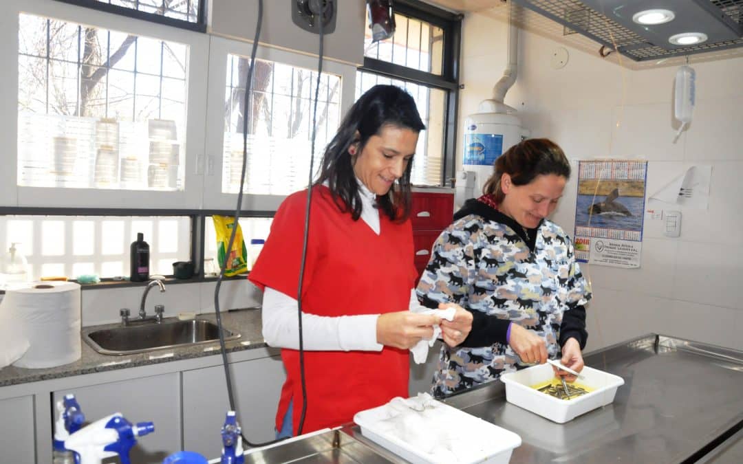 Zoonosis ya realizó 2 mil castraciones desde que inauguró su sede