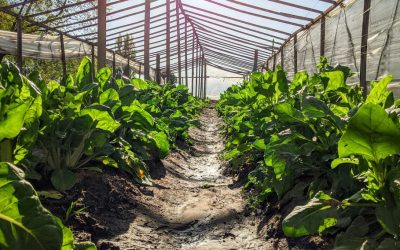 LA UNIDAD PRODUCTIVA HORTÍCOLA MUNICIPAL “EL GANCHO” CUMPLE CUATRO AÑOS Y SIGUE CRECIENDO JUNTO A LA COMUNIDAD DE BERUTI