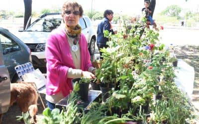 MAÑANA (SÁBADO) DE 9 A 13 LA FERIA ECOFINES VERDE VUELVE A INSTALARSE EN LA PLAZOLETA BROWN