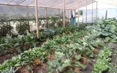 LA UNIDAD HORTÍCOLA MUNICIPAL EL GANCHO, DE BERUTI, CUMPLE CINCO (5) AÑOS Y HOY (JUEVES) ESTÁ DE FESTEJO