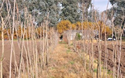 El vivero municipal entregará álamos a los productores de la zona rural