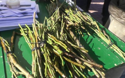 EL MUNICIPIO ENTREGARÁ A LOS VECINOS/AS ESTACAS DE LOS ROSALES PODADOS EN LA PLAZA SAN MARTÍN