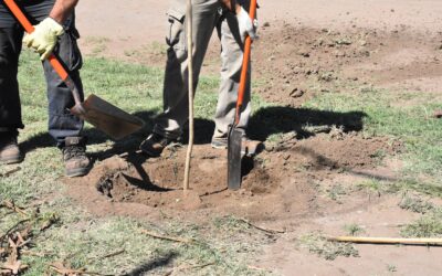 FORESTACIÓN DE VEREDAS Y VENTA DE ÁRBOLES PRODUCIDOS EN EL VIVERO MUNICIPAL: MAÑANA (VIERNES), ÚLTIMO DÍA PARA INSCRIBIRSE