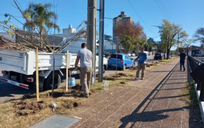 PERSONAL DE ESPACIOS VERDES INICIÓ TAREAS DE FORESTACIÓN EN LA CALLE GARCÍA SALINAS, EN ARTICULACIÓN CON LA EMPRESA LA ANÓNIMA