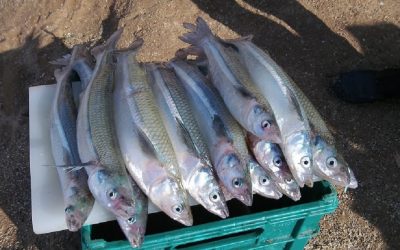 EL MUNICIPIO ABRIÓ LA PRE-INSCRIPCIÓN PARA LA PESCA COMERCIAL DE PEJERREY EN LA LAGUNA LAS TUNAS