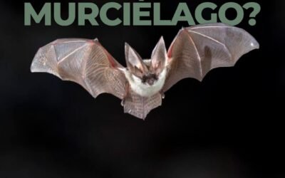 RECOMENDACIONES DE ZOONOSIS MUNICIPAL ANTE LA APARICIÓN DE MURCIÉLAGOS EN LA CIUDAD