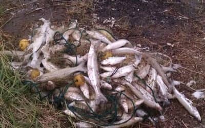 Nuevo operativo contra la pesca clandestina