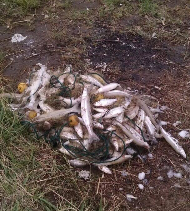 Nuevo operativo contra la pesca clandestina