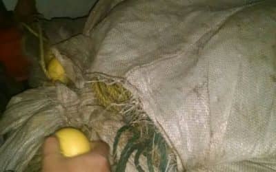 Operativo contra la pesca clandestina