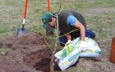 BERUTI: SE PLANTARON OMBÚES EN LA PLAZA PRINCIPAL, EN EL DÍA DEL 133º ANIVERSARIO DE LA LOCALIDAD Y EN EL MARCO DE LA SEMANA DEL ÁRBOL