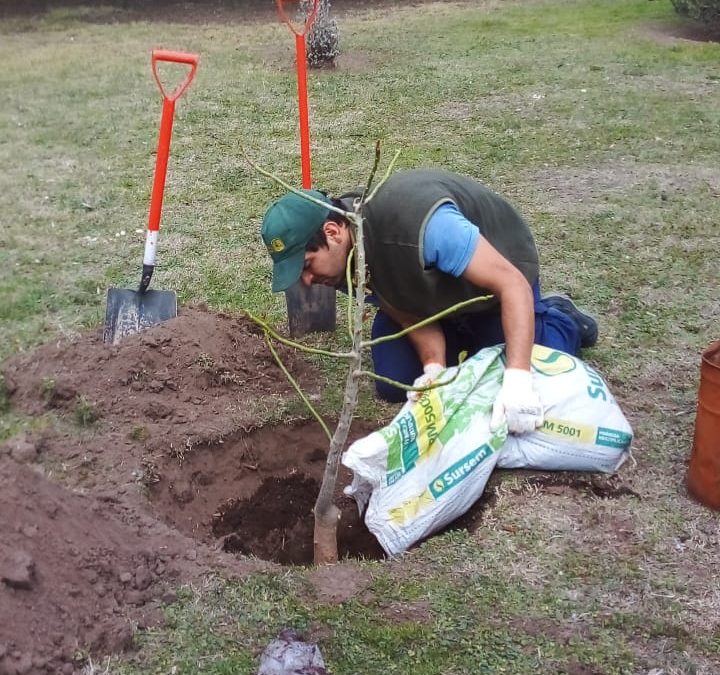BERUTI: SE PLANTARON OMBÚES EN LA PLAZA PRINCIPAL, EN EL DÍA DEL 133º ANIVERSARIO DE LA LOCALIDAD Y EN EL MARCO DE LA SEMANA DEL ÁRBOL