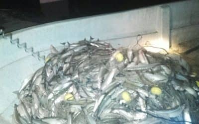 Se realizó otro operativo contra la pesca clandestina