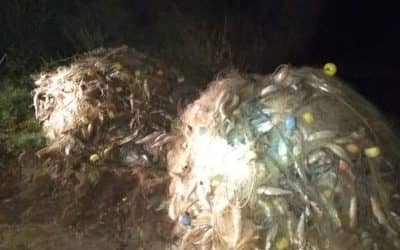 DOS OPERATIVOS CONTRA LA PESCA CLANDESTINA: FUERON SECUESTRADOS CASI MIL MTS. DE RED Y 300 KGS. DE PESCADO