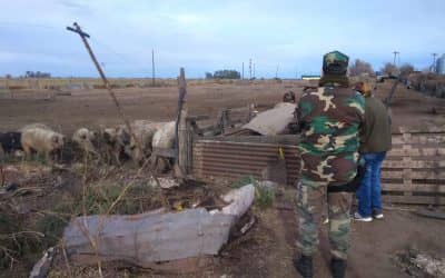 Se intensifican los controles de faena de cerdos sin habilitaciones