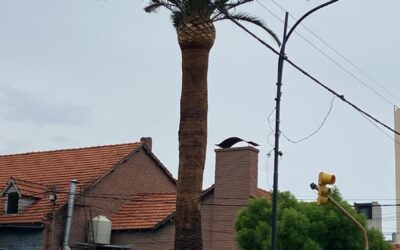 SE TRABAJA EN LA PODA Y LIMPIEZA DE LAS PALMERAS UBICADAS EN EL CENTRO DE LA CIUDAD