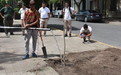 ESPACIOS VERDES COMENZÓ A PLANTAR JACARANDÁS EN LAS RAMBLAS DE LA AVENIDA VILLEGAS