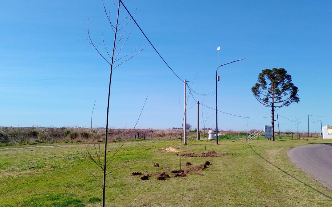 BERUTI: SE INICIARON LAS TAREAS DE FORESTACIÓN EN EL ACCESO A LA LOCALIDAD