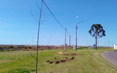 BERUTI: SE INICIARON LAS TAREAS DE FORESTACIÓN EN EL ACCESO A LA LOCALIDAD