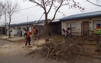 FINALIZÓ LA TEMPORADA DE PODA Y HASTA EL COMIENZO DE LA PRÓXIMA NO SE DARÁN AUTORIZACIONES PARA ESTA PRÁCTICA
