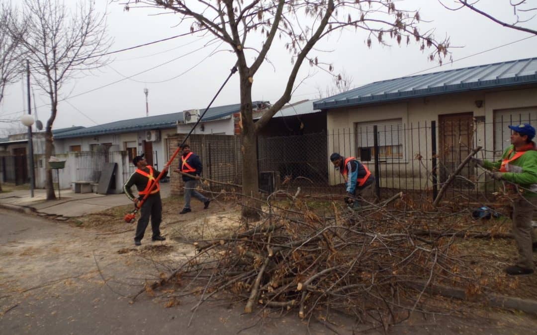 FINALIZÓ LA TEMPORADA DE PODA Y HASTA EL COMIENZO DE LA PRÓXIMA NO SE DARÁN AUTORIZACIONES PARA ESTA PRÁCTICA