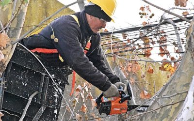 LA DIRECCIÓN DE ESPACIOS VERDES INFORMA QUE LA PODA DE ARBOLADO DE VEREDA SÓLO LA REALIZA EL MUNICIPIO, Y EN CIRCUNSTANCIAS ESPECIALES