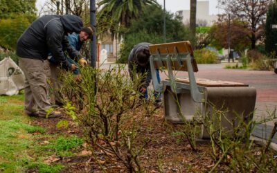 ESPACIOS VERDES COMENZÓ CON LA PODA DE LOS ROSALES DE LA PLAZA SAN MARTÍN