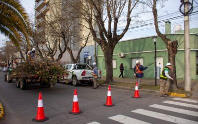 SE INICIARON TAREAS DE PODA BAJA EN LOS ÁRBOLES DE LA AVENIDA VILLEGAS Y SE CONTINUARÁ CON APERTURA DE COPA EN LOS PRÓXIMOS DÍAS