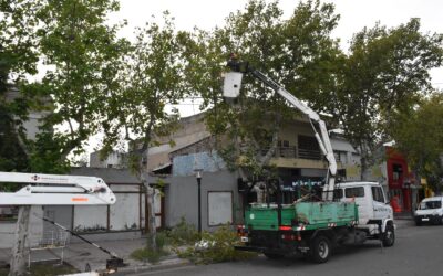 EL MUNICIPIO INICIÓ LA PODA DE APERTURA DE COPA EN ÁRBOLES DE LA VILLEGAS DONDE HAY MAYOR PRESENCIA DE TORDOS