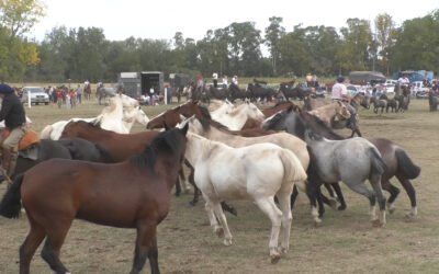 DESTREZAS CRIOLLAS, JUEGOS ECUESTRES Y EL ENTREVERO DE TROPILLAS, EN UNA JORNADA BIEN TRADICIONALISTA