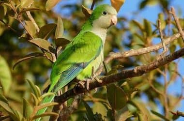 CÓMO EVITAR EL CONTAGIO DE PSITACOSIS Y CUÁLES SON LOS SÍNTOMAS