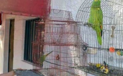 ZOONOSIS RECOMIENDA CÓMO PREVENIRSE DE LA PSITACOSIS ANTE LA APARICIÓN DE NUEVOS CASOS, AHORA EN DISTRITOS DE LA REGIÓN