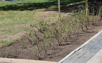 NUEVA ETAPA DE EMBELLECIMIENTO DE LA PLAZA SAN MARTÍN: EL MUNICIPIO PLANTÓ 220 ROSALES Y CUATRO (4) ROSALES TREPADORES